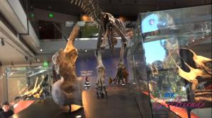 Cecelia Taylor Natural History Museum Part 1